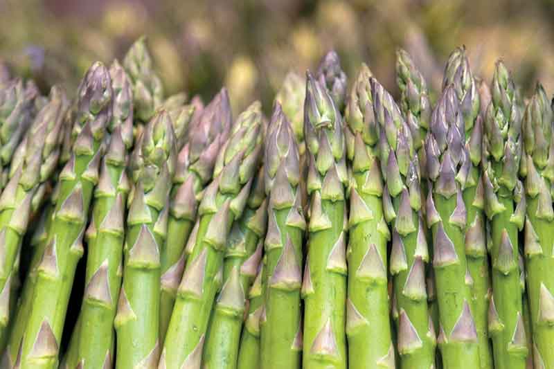 asparagus