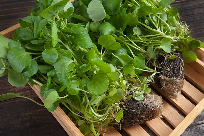 Organic Living Watercress