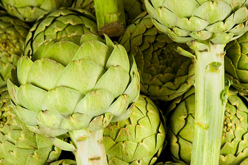 long stem artichokes