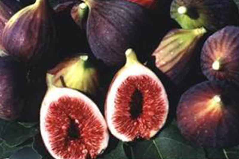 brown figs