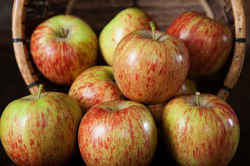 jonagold apples